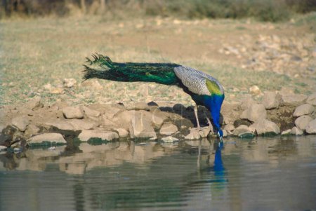 Common Peafowl drinking water