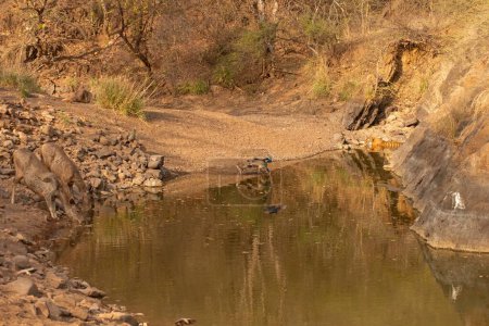 Wilder Tiger, Sambarhirsche und indische Pfauenaugen teilen sich während der heißen Sommer ein Wasserloch im Tigerreservat Ranthambhore, Indien