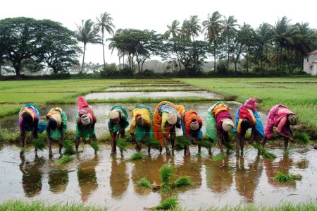 Téléchargez les photos : Ouvriers agricoles plantant du riz dans les rizières de Goa ; Inde - en image libre de droit