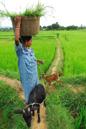 Foto de Ho tribus mujer con cabras en el arrozal, Chakradharpur, Jharkhand, India - Imagen libre de derechos
