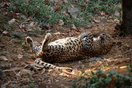 Téléchargez les photos : Louveteau léopard Panthera Pardus, Parc national Borivali, Bombay mumbai, maharashtra, Inde - en image libre de droit