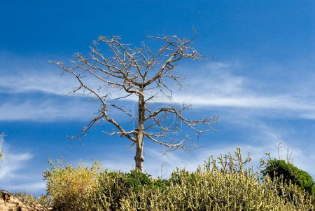 Blattloser Baum aus Seidenbaumwolle und Kaktus am Gavilgad-Fort in Chikhaldara; Bezirk Amravati; Maharashtra; Indien