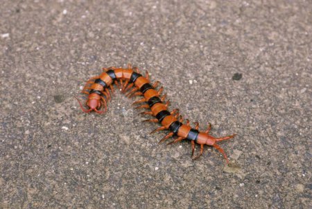 Insects ; Sort of Centipede ; malshej ghat ; thane ; maharashtra ; india