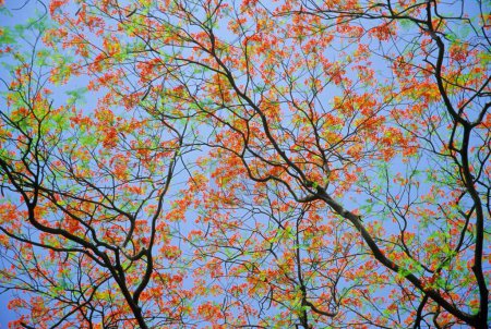 Gulmohar Baum mit Himmel auf dem Hintergrund