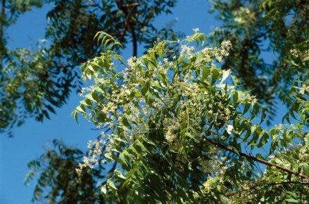 Téléchargez les photos : Neem arbre ou et Margosa Azadirachta indica Melia Azadirachta linn herbes herbes médicinales ayurvédiques - en image libre de droit
