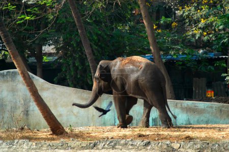 Elefante asiático o elefante indio Elephas maximus en el zoológico de la ciudad llamado Veermata Jijamata Prani Sangrahalay o Rani Bagh; Bombay Mumbai; Maharashtra; India