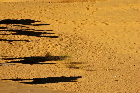Téléchargez les photos : Ombres de chameau dans le désert de Thar, dunes de sable Sam, Jaisalmer, Rajasthan, Inde - en image libre de droit