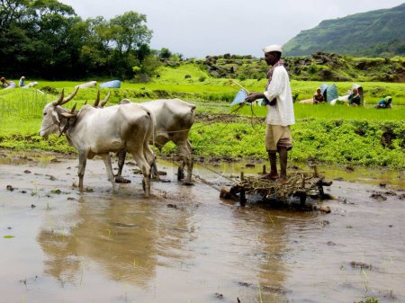 Photo for Farmer with oxen ploughing rice field ; Malshej Ghat ; District Thane ; Maharashtra ; India - Royalty Free Image