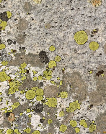 Abstraktes Litchen-Gestein; Wasser des Chandratal-Sees; Himachal Pradesh; Indien