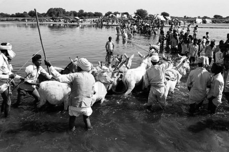 Photo for Donkeys and men crossing Sabarmati river Vautha fair Gujarat India Asia 1983 - Royalty Free Image