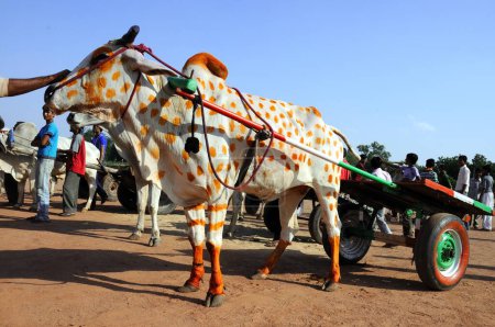 Photo for Ox carts at marwar festivals, Jodhpur, Rajasthan, India - Royalty Free Image