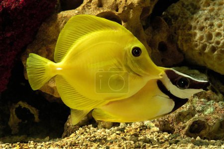 Photo for Fishes , Yellow Tang Fish in a fish tank - Royalty Free Image