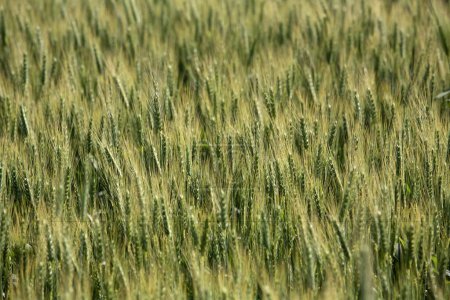 Wheat in fields in Punjab ; India