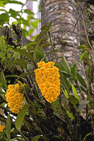 Orchid ; dendrobium densiflorum called pineapple orchids ; Kalimpong ; West Bengal ; India