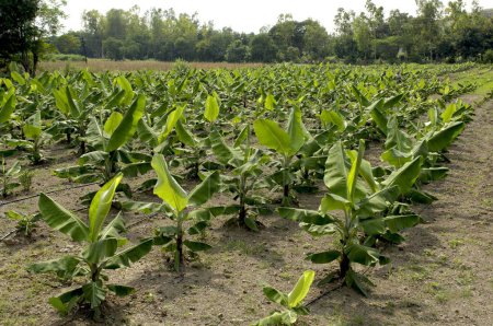 Photo for Banana plantation with drip irrigation at Ralegan Siddhi near Pune ; Maharashtra ; India - Royalty Free Image