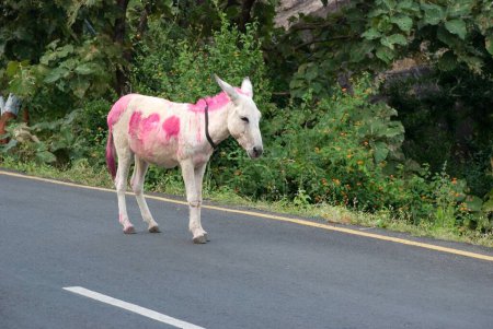 Donkey  ; mode of transport to carry goods on hilly regions Champaner Pavagadh ; Panchmahals district ; Gujarat state ; India ; Asia