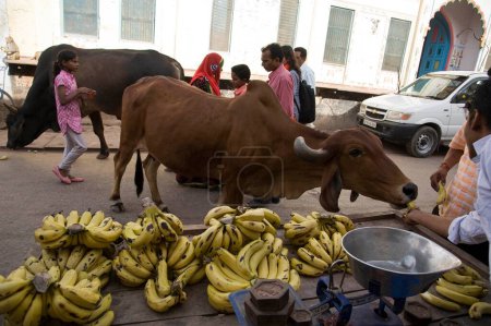 Téléchargez les photos : Vache mangeant banane, mathura, uttar pradesh, Inde, asie - en image libre de droit