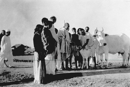 Téléchargez les photos : Balwant Singh présente un veau nouveau-né au Mahatma Gandhi et à d'autres à l'ashram de Sevagram, 1940 - en image libre de droit