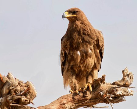 Foto de Steppe Eagle Bikaner, Rajastán, India, Asia - Imagen libre de derechos