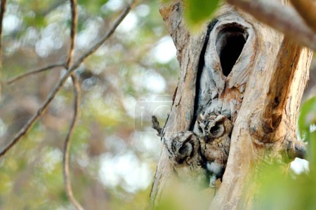 Photo for Owl, gir national park, Gujarat, india, asia - Royalty Free Image