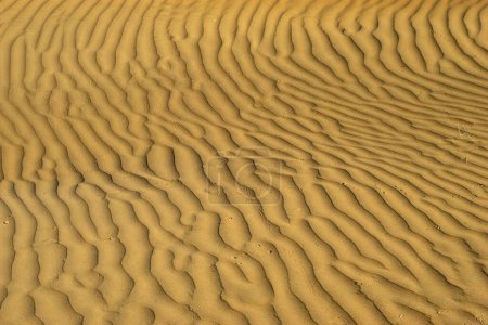Foto de Sand Dunes thar desert, Sam Sand Dunes, Jaisalmer, Rajasthan, India - Imagen libre de derechos