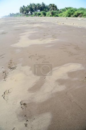 Foto de Palmeras en la playa, Playa del Bhagal, Valsad, Gujarat, India, Asia - Imagen libre de derechos