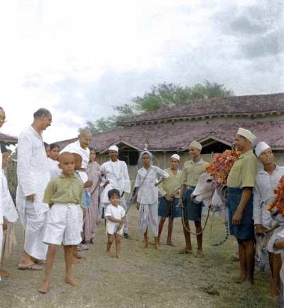 Photo for Mahatma Gandhi and others with decorated cows, Wardha, Maharashtra, India, Asia, 1939 - Royalty Free Image