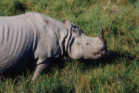 Téléchargez les photos : One Horn Rhinoceros Rhinoceros unicornis, Kaziranga National Park, Assam, Inde - en image libre de droit