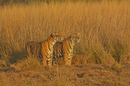 Téléchargez les photos : Tigre du Bengale, parc national de Ranthambore, rajasthan, Inde, Asie - en image libre de droit