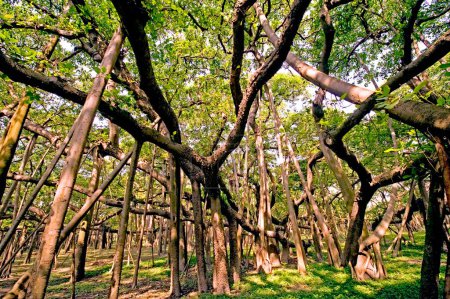 Téléchargez les photos : Vieux banyan ficus bengalensis au jardin botanique ; Shibpur ; Howrah ; Calcutta Kolkata ; Bengale occidental ; Inde - en image libre de droit