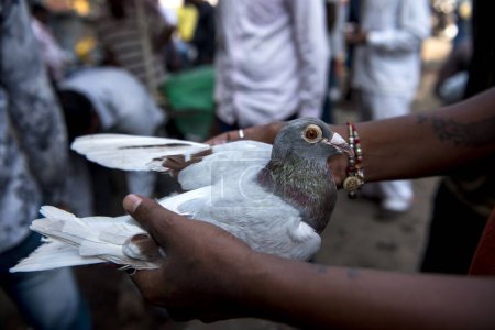 Téléchargez les photos : Homme vérifiant pigeon avant d'acheter, marché aux pigeons, Pune, Maharashtra, Inde, Asie - en image libre de droit