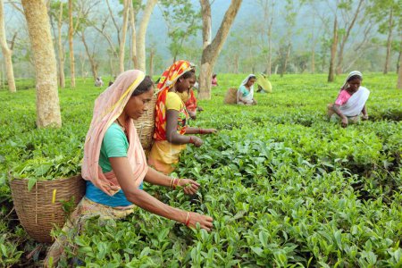 Foto de Mujer arrancando hojas de jardín de té, Assam, India - Imagen libre de derechos