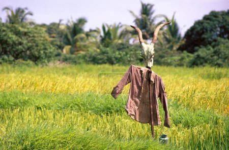 Scarecrow scare crow in rice field , deogad , maharashtra , india