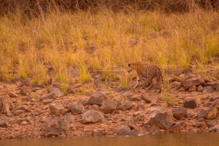 Téléchargez les photos : Tigre royal du Bengale, sanctuaire faunique de Tadoba, Maharashtra, Inde, Asie - en image libre de droit