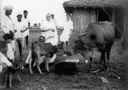 Foto de Kasturba Gandhi, Abha Gandhi y otros mientras daban prasad comida bendita a las vacas en el Festival Barchauth en el Ashram Sevagram, 1940 - Imagen libre de derechos