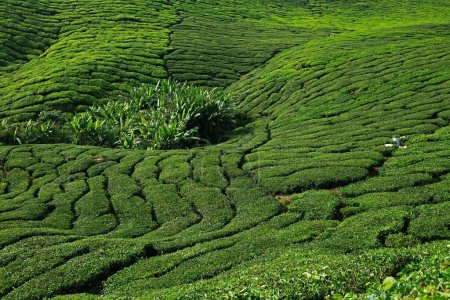 Photo for Tea plantation, cameron highlands, malaysia - Royalty Free Image