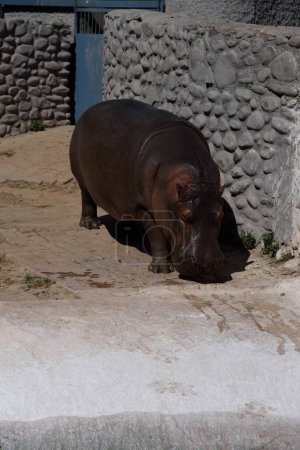 Téléchargez les photos : Hippopotame au zoo Mahendra Choudhary, Patiala, Punjab, Inde, Asie - en image libre de droit