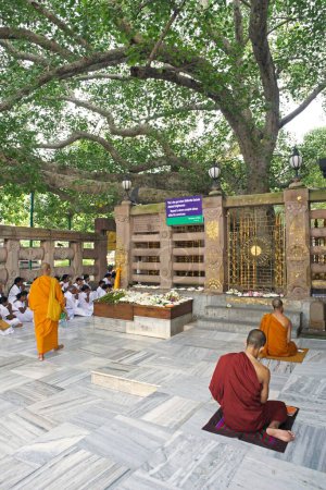 Foto de Gente adorando el árbol Bodhi donde Buda Gautam alcanzó la iluminación en el templo Mahabodhi del Patrimonio Mundial de la UNESCO; Bodhgaya; Bihar; India - Imagen libre de derechos