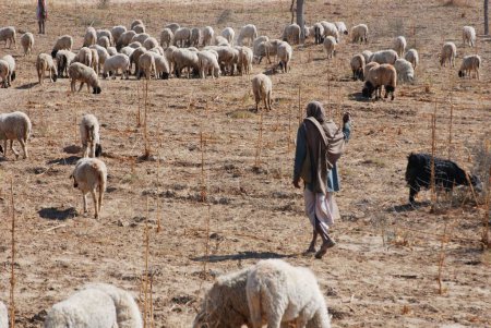 Téléchargez les photos : Berger regardant les moutons engagés dans le pâturage ; Ladnun ; Rajasthan ; Inde - en image libre de droit