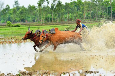 Foto de Festival de carreras de ganado de Moichara Pueblo de Herobhanga, Estación de tren de Canning, Bengala Occidental, India, Asia - Imagen libre de derechos