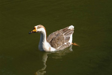 Birds ; Duck floating in water pond ; Dehradun ; Uttaranchal; India
