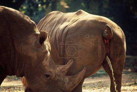 Photo for Two Horns Rhinoceros Pissing Rhinoceros unicornis - Royalty Free Image
