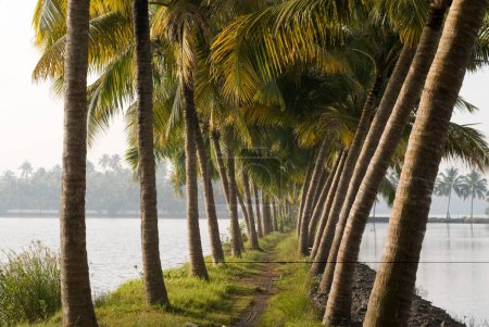 Téléchargez les photos : Cocotiers ; backwaters de Kodungallur ; Kerala ; Inde - en image libre de droit