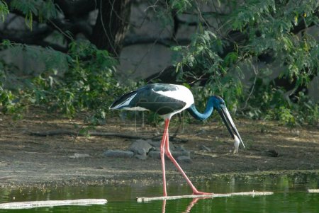 Black necked stork bird feeding fish ; Delhi zoo; Delhi ; India