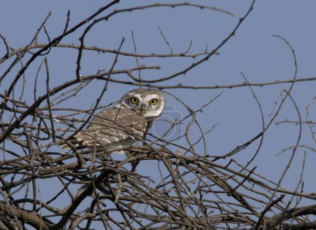 Birds on tree branch, Spotted Owlet