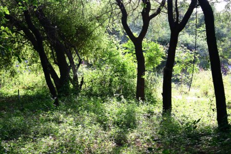 Natuarales Wachstum der grünen Bäume und Vegetation, abends, Gandhi Nagar, Gujarat, Indien
