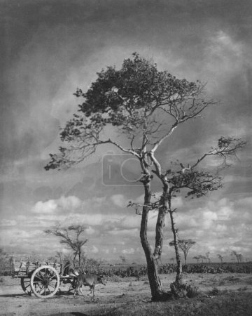 Photo for Old vintage black and white early 1900s silver gelatin toned print landscape bullock cart tree india - Royalty Free Image