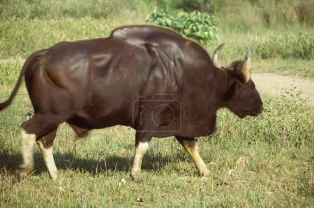 Männlicher Gaur oder indischer Bison bos gaurus im Kanha Nationalpark, Jabalpur, Madhya Pradesh, Indien