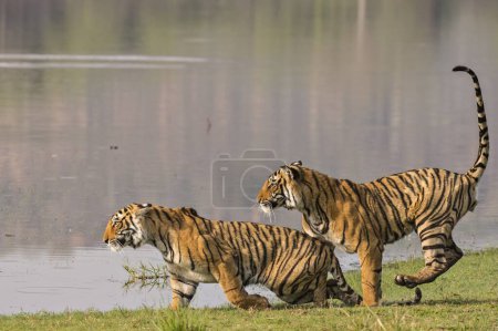 Photo for Bengal tiger in Ranthambhore national park, rajasthan, India, Asia - Royalty Free Image