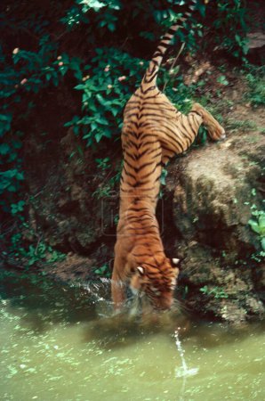 Téléchargez les photos : Tiger Panthera Tigre sautant dans l'eau, Inde - en image libre de droit